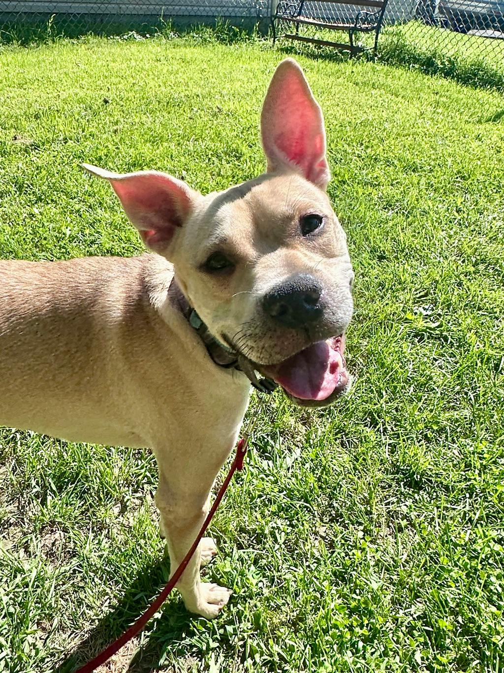 Saffron, a 1 year old Beige Female Labrador Dog