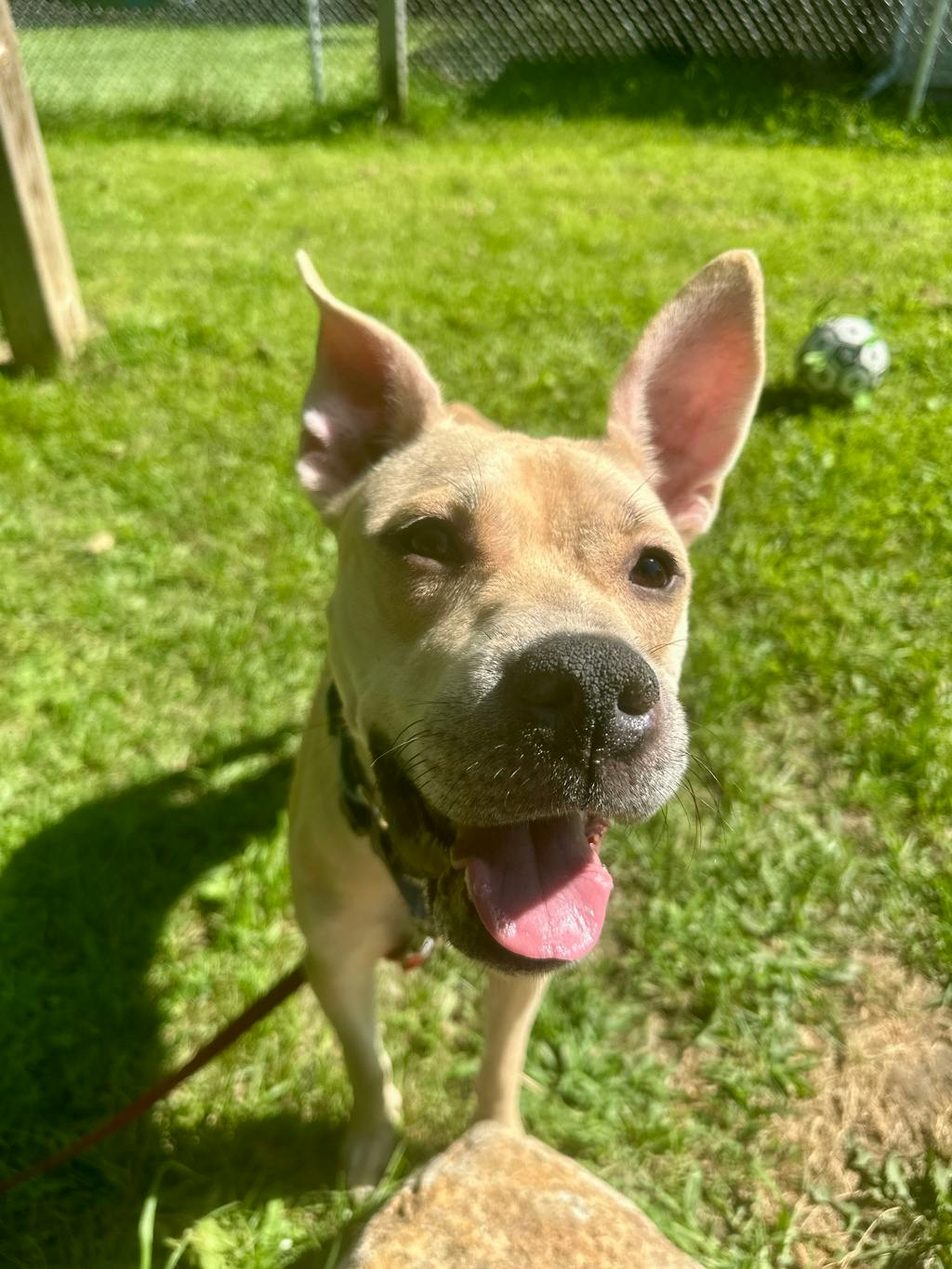 Saffron, a 1 year old Beige Female Labrador Dog