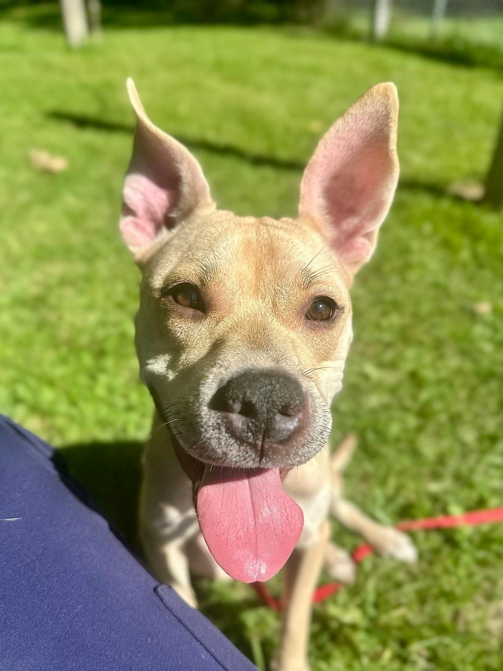 Saffron, a 1 year old Beige Female Labrador Dog