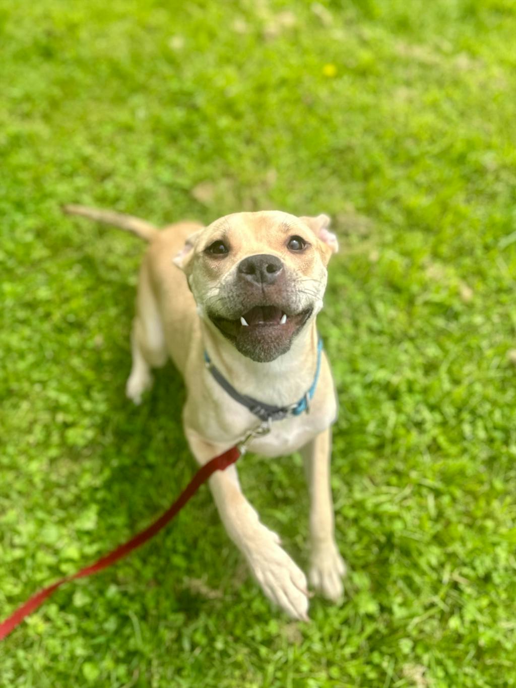 Saffron, a 1 year old Beige Female Labrador Dog