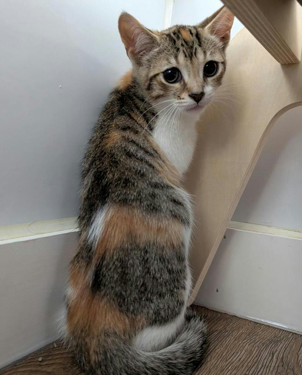 Elaine, a 12 weeks old Torbie Female Domestic Short Hair Kitten