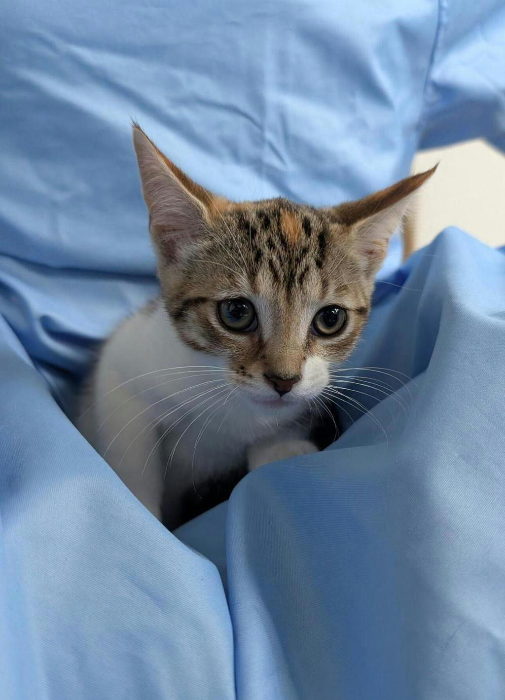 Elaine, a 12 weeks old Torbie Female Domestic Short Hair Kitten
