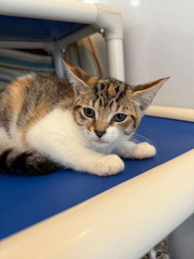 Elaine, a 12 weeks old Torbie Female Domestic Short Hair Kitten