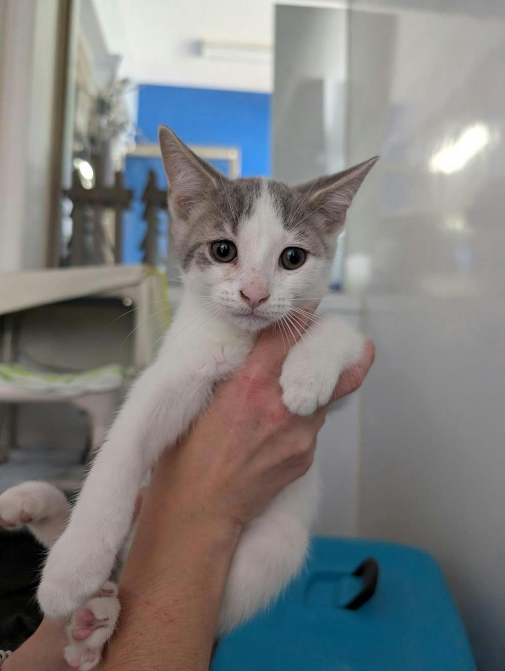 George, a 12 weeks old Grey Tabby Male Domestic Short Hair Kitten