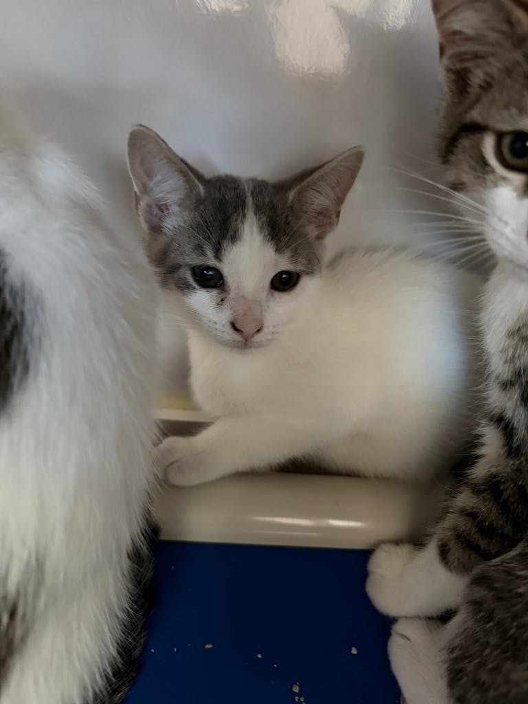 George, a 12 weeks old Grey Tabby Male Domestic Short Hair Kitten
