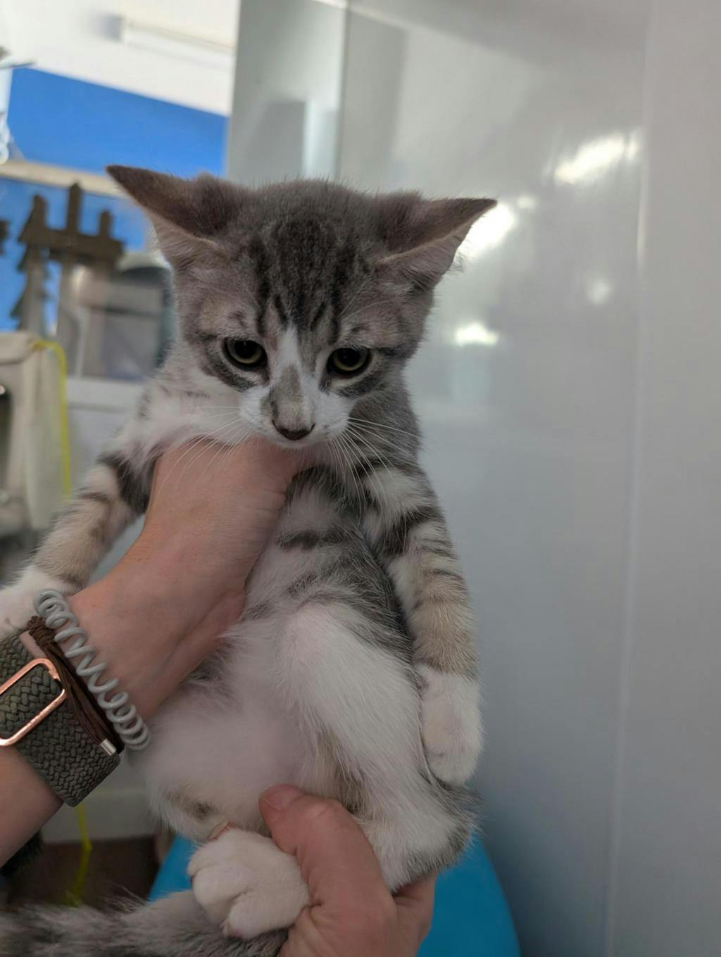 Frank, a 12 weeks old Grey Tabby Male Domestic Short Hair Kitten