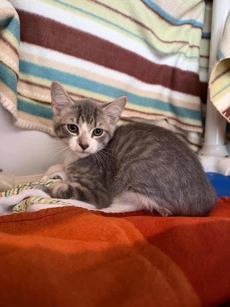 Frank, a 12 weeks old Grey Tabby Male Domestic Short Hair Kitten