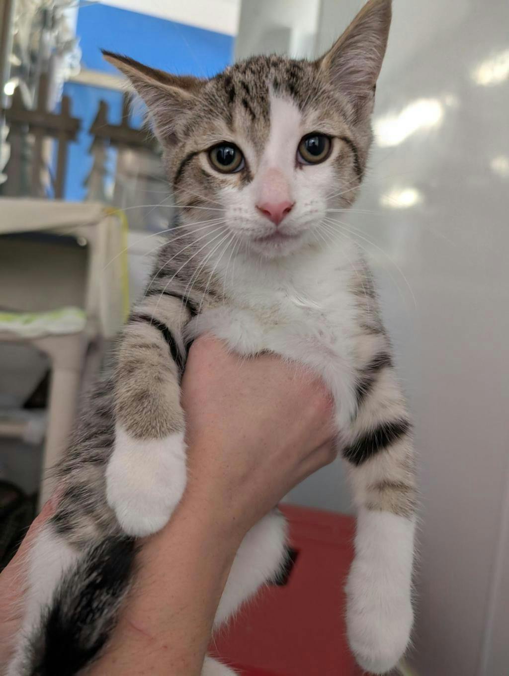 Jerry, a 12 weeks old Brown Tabby Male Domestic Short Hair Kitten