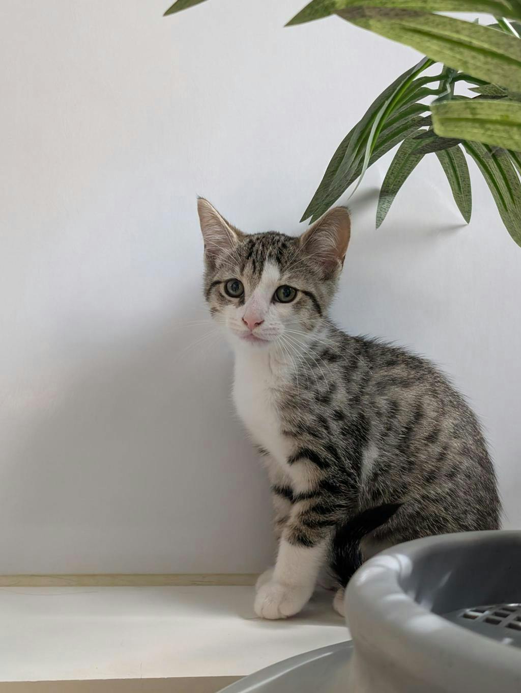 Jerry, a 12 weeks old Brown Tabby Male Domestic Short Hair Kitten