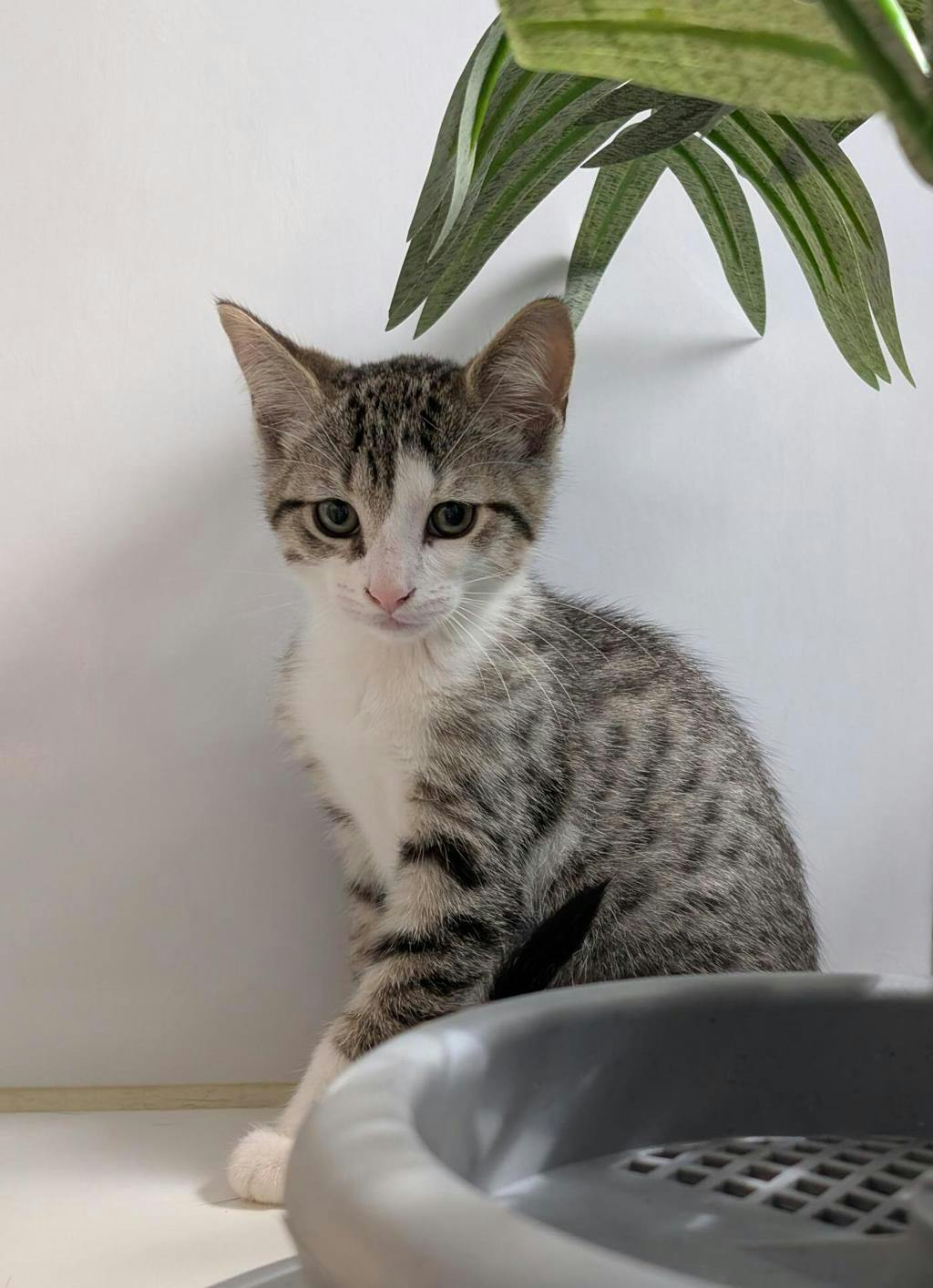 Jerry, a 12 weeks old Brown Tabby Male Domestic Short Hair Kitten