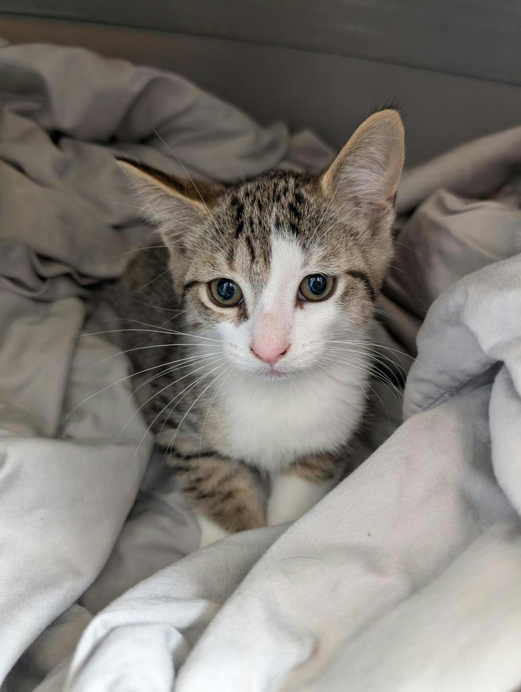 Jerry, a 12 weeks old Brown Tabby Male Domestic Short Hair Kitten