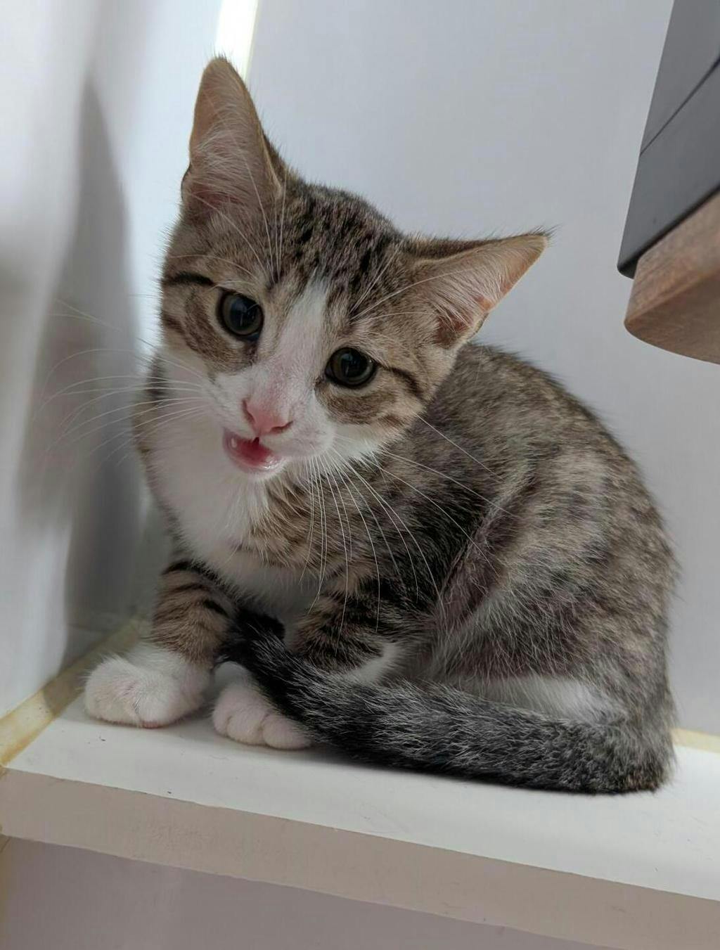 Newman, a 12 weeks old Brown Tabby Male Domestic Short Hair Kitten
