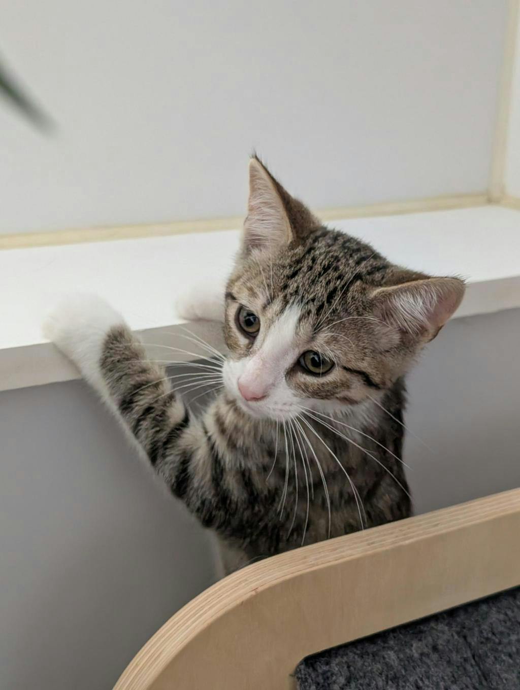 Newman, a 12 weeks old Brown Tabby Male Domestic Short Hair Kitten