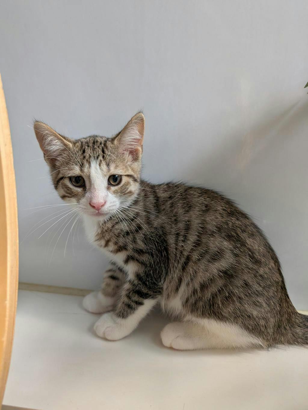 Newman, a 12 weeks old Brown Tabby Male Domestic Short Hair Kitten