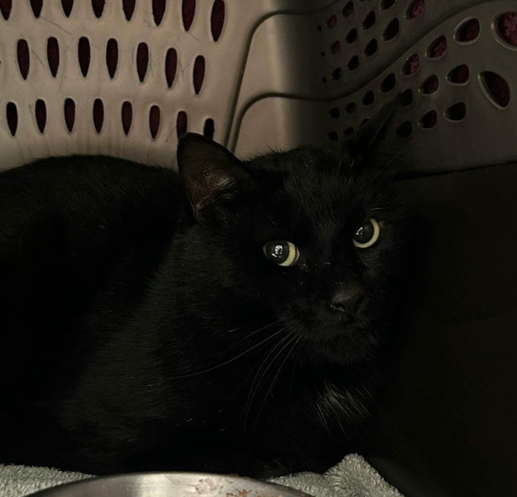 Fishstick, a 2 years old Black Male Domestic Short Hair Cat