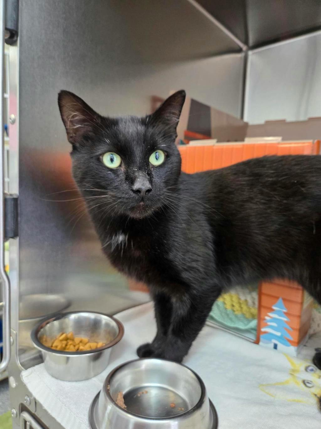 Fishstick, a 2 years old Black Male Domestic Short Hair Cat