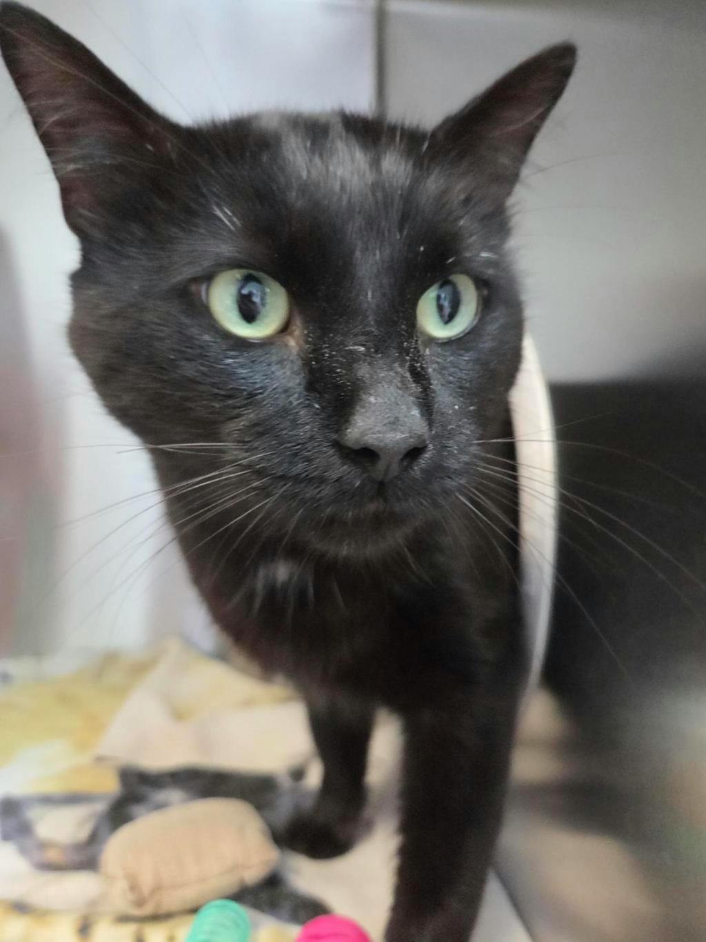 Fishstick, a 2 years old Black Male Domestic Short Hair Cat
