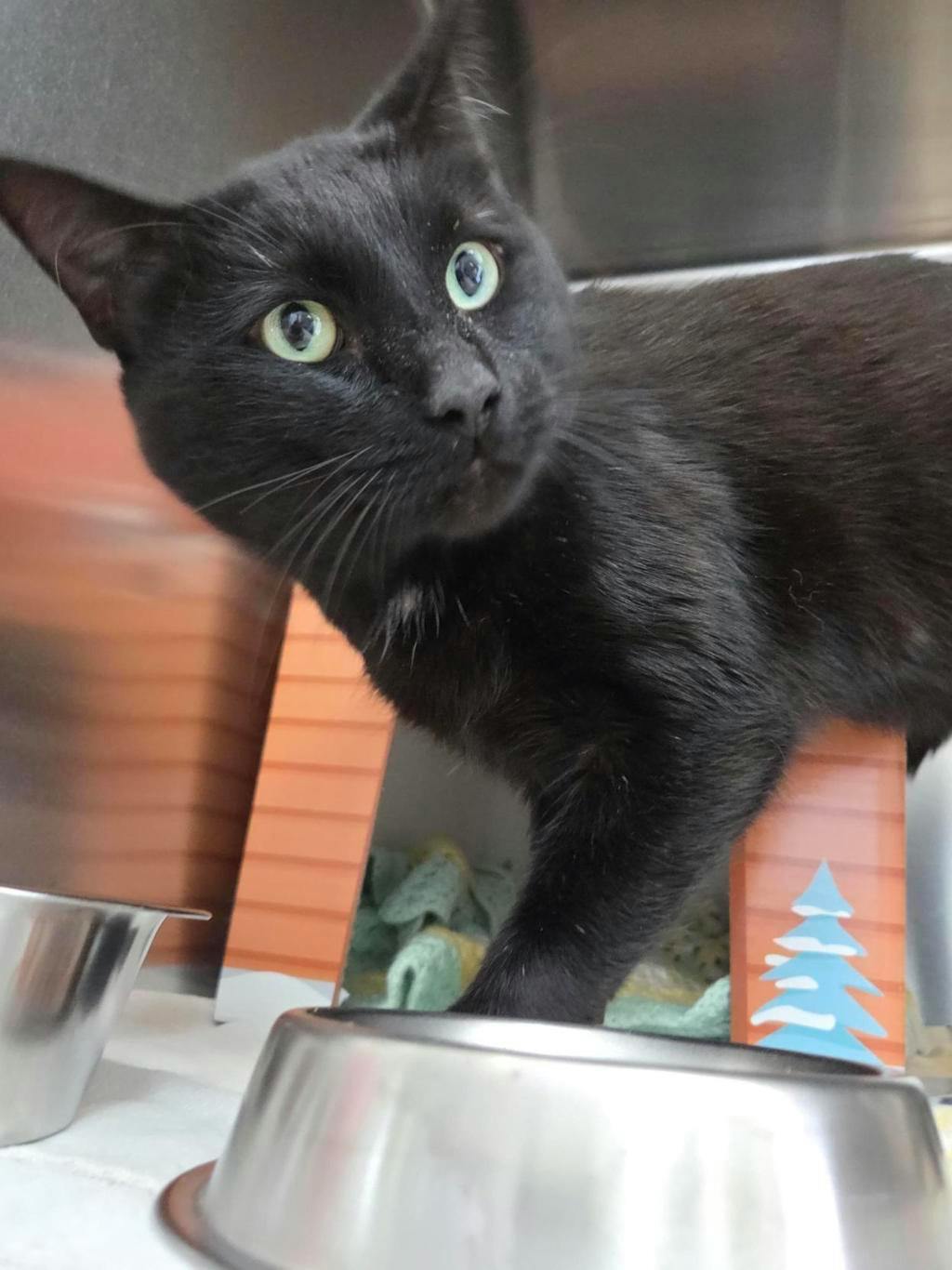 Fishstick, a 2 years old Black Male Domestic Short Hair Cat