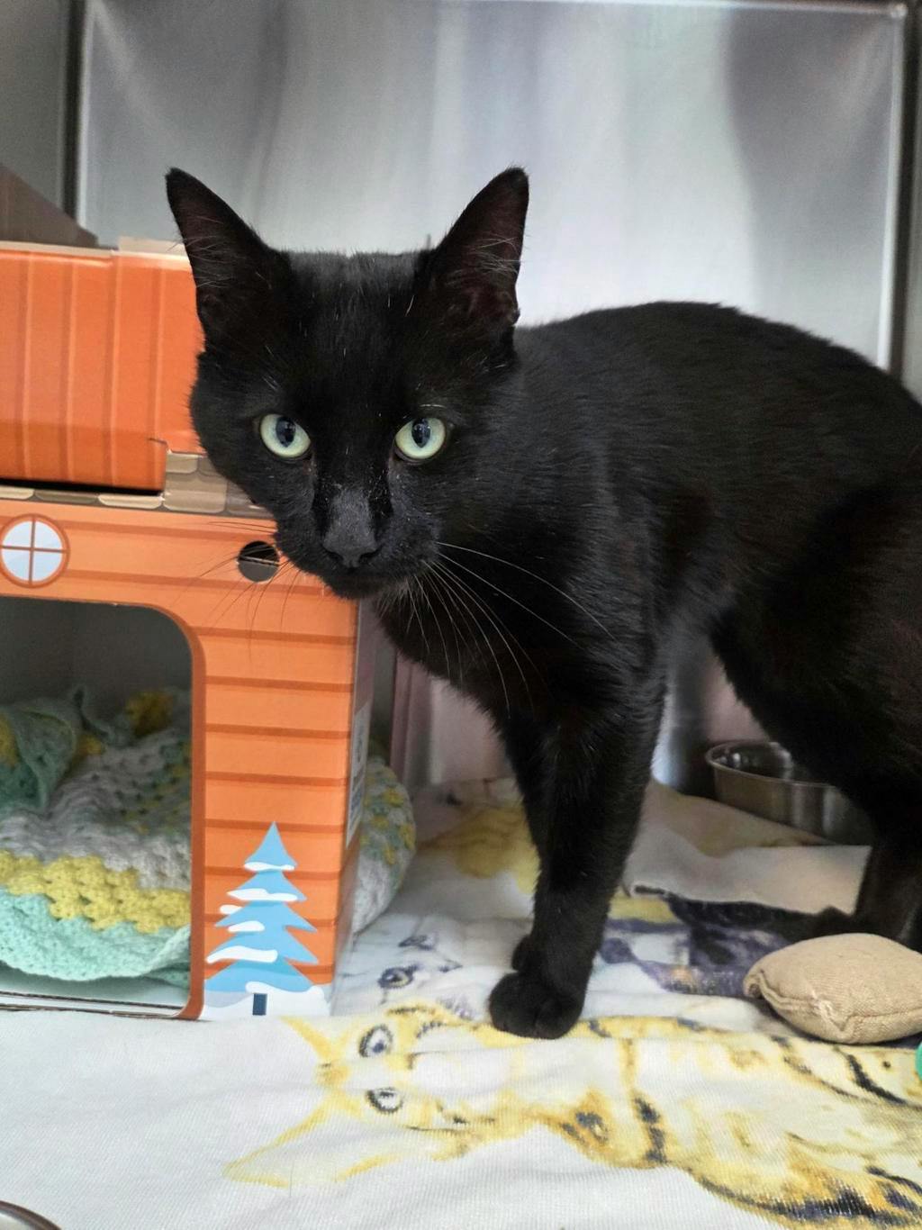 Fishstick, a 2 years old Black Male Domestic Short Hair Cat