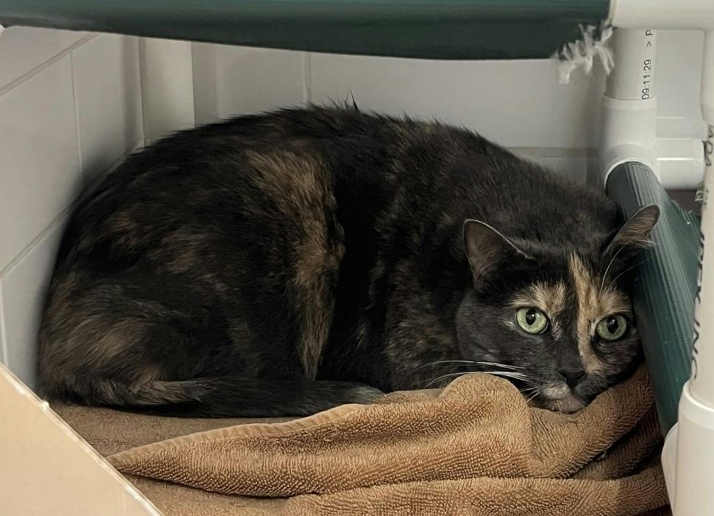 Crystal, a 10 years and 1 month old Tortoiseshell Female Domestic Short Hair Cat