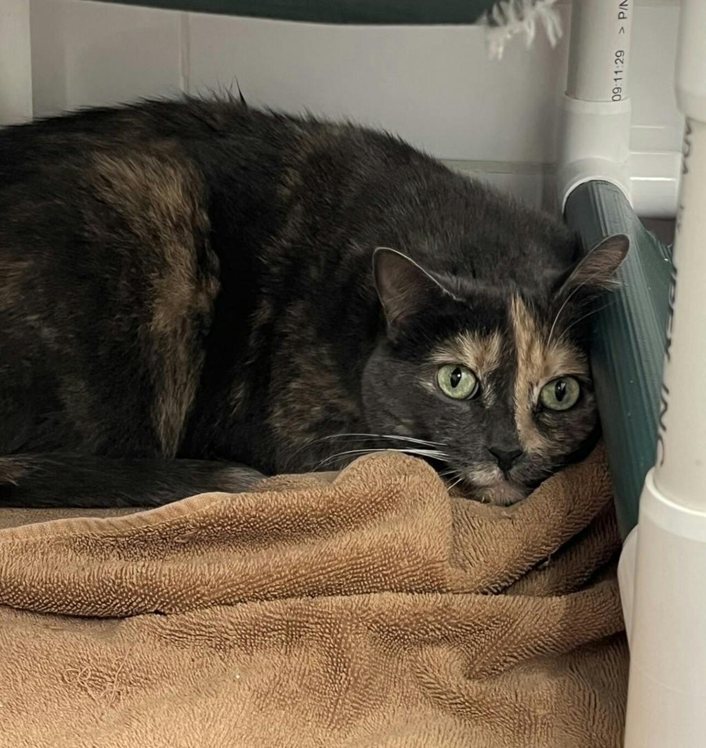 Crystal, a 10 years and 1 month old Tortoiseshell Female Domestic Short Hair Cat