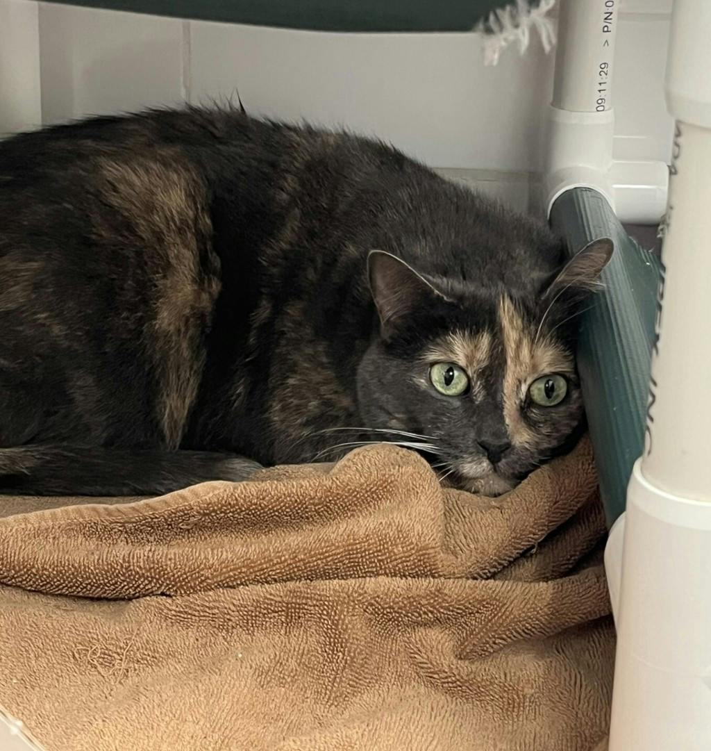Crystal, a 10 years and 1 month old Tortoiseshell Female Domestic Short Hair Cat