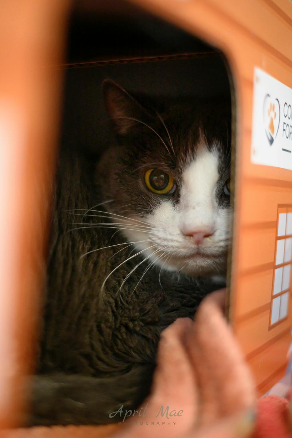 Carlisle, a 10 years old Grey Female Domestic Short Hair Cat