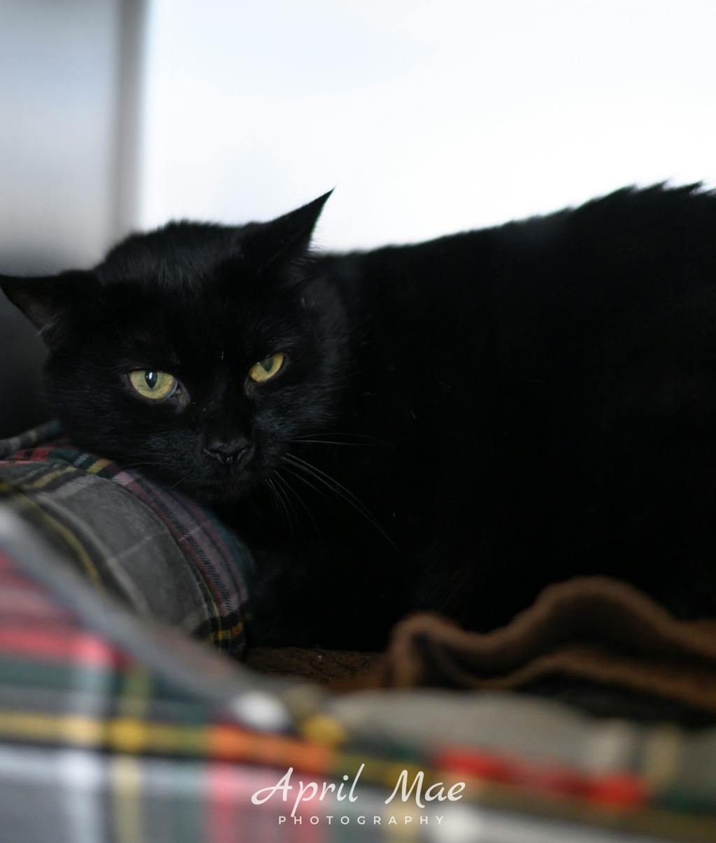 Calem, a 11 years old Black Male Domestic Short Hair Cat