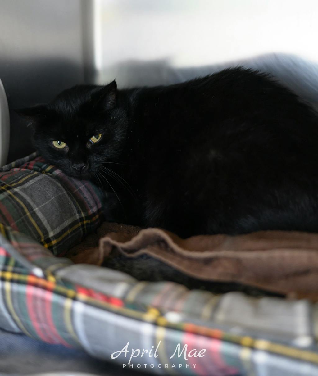 Calem, a 11 years old Black Male Domestic Short Hair Cat