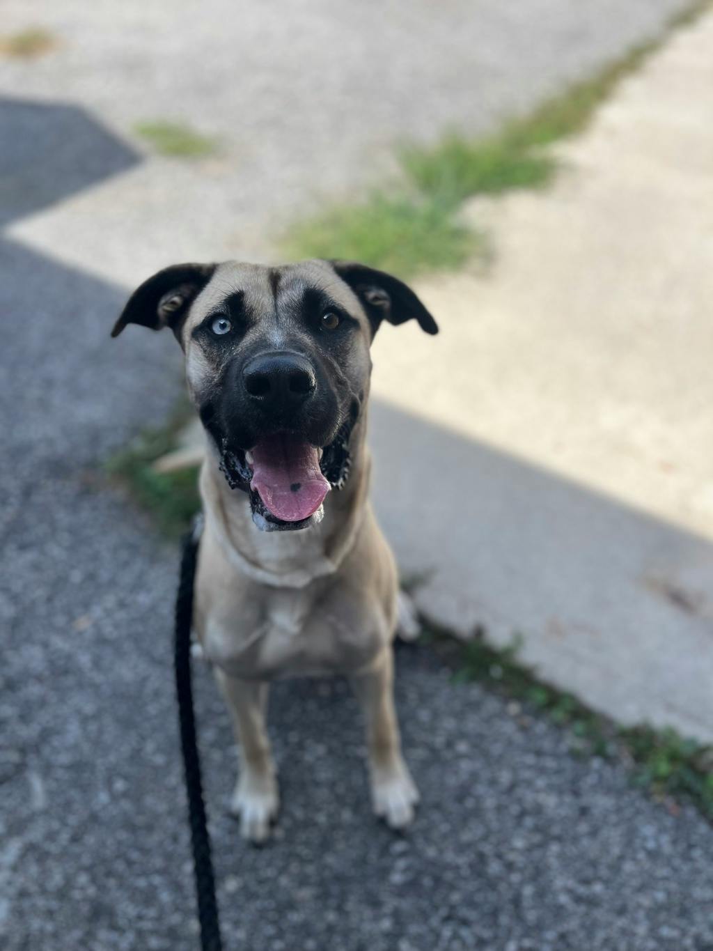 Dove, a 1 year old Fawn Female Cur, Black-Mouth Dog