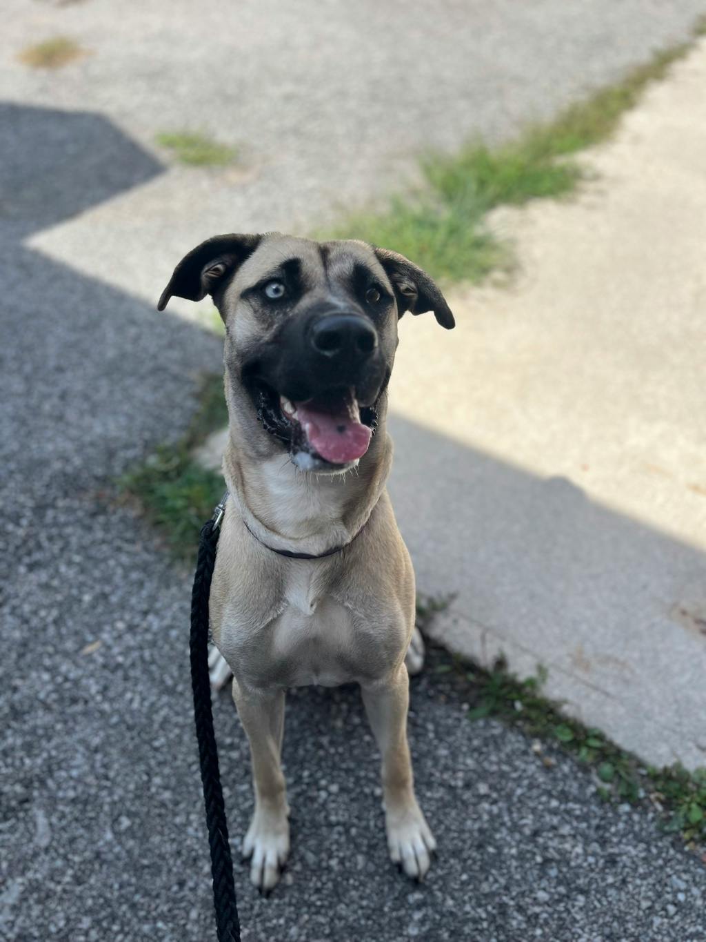 Black-mouth Cur