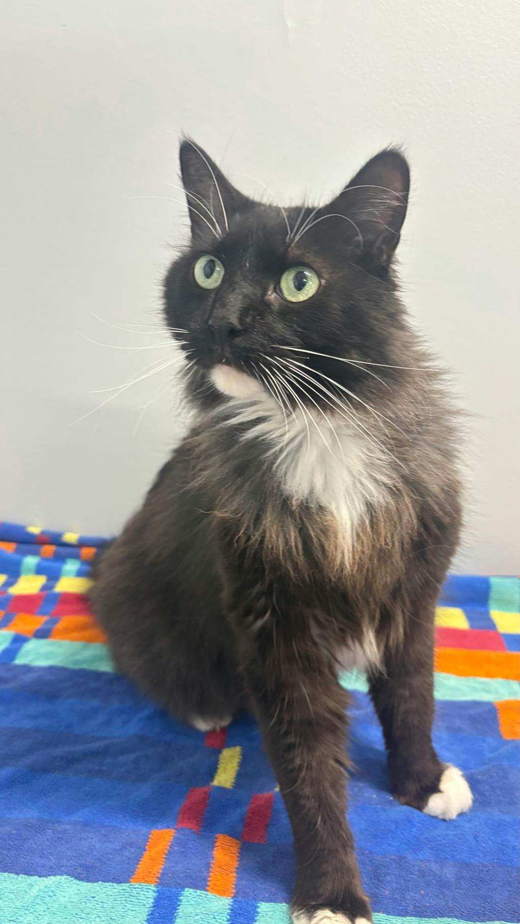 Bartholo-Mew, a 10 years old Black Male Domestic Longhair Cat