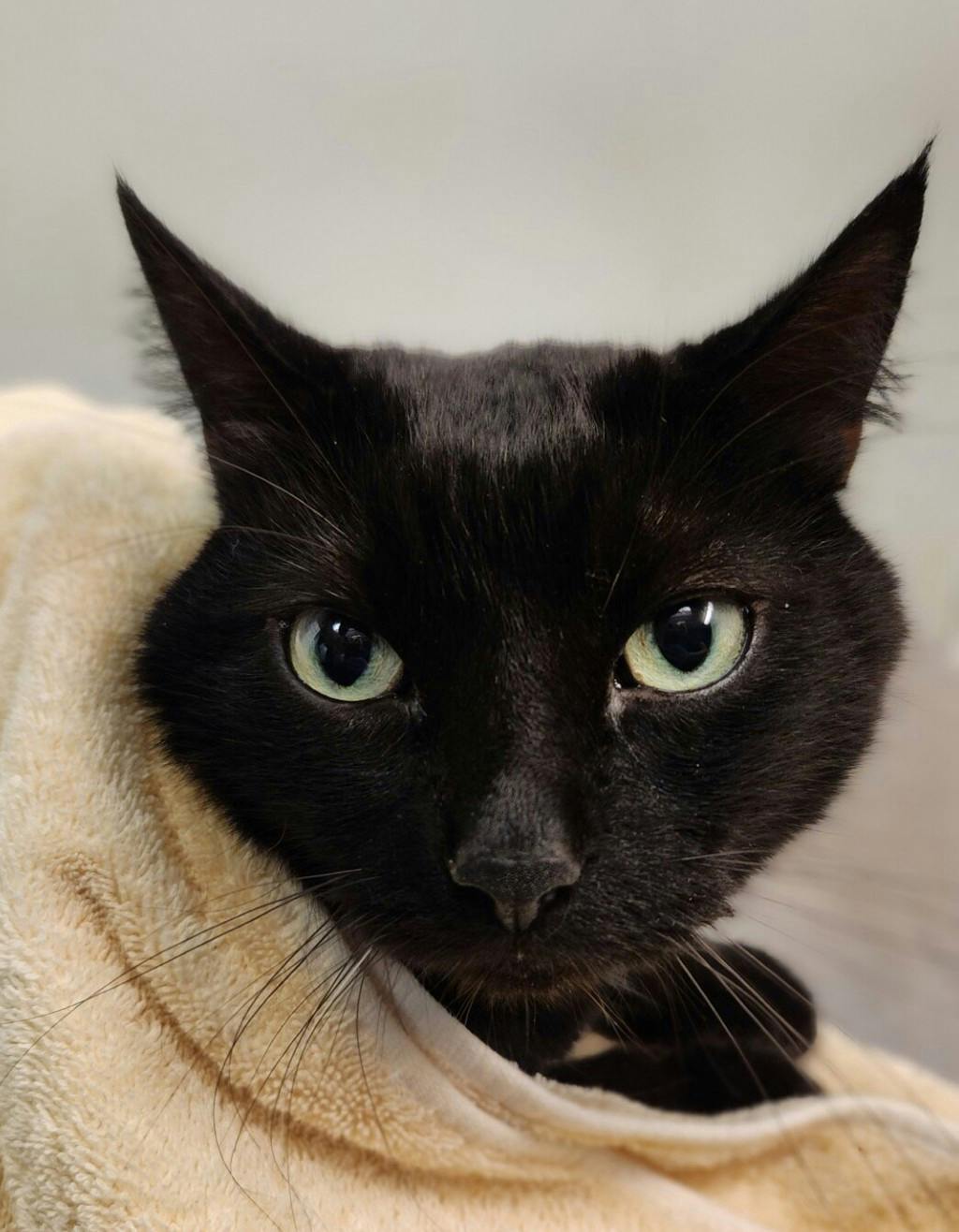 Zoey, a 7 years old Black Female Domestic Medium Hair Cat