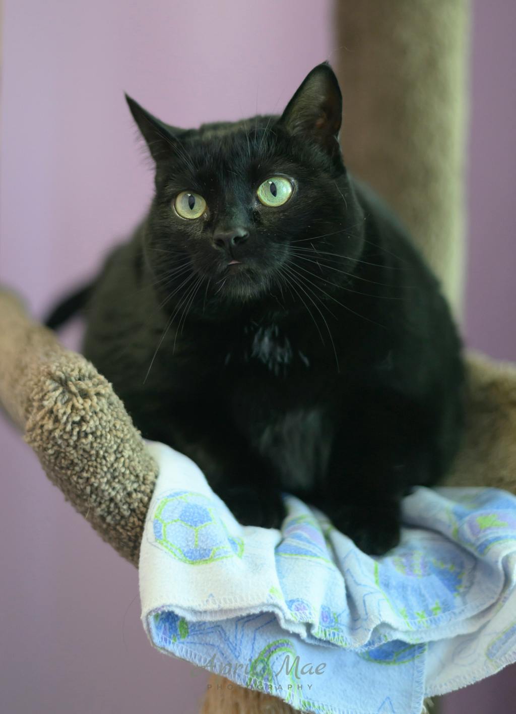 Brioche, a 4 years old Black Female Domestic Short Hair Cat