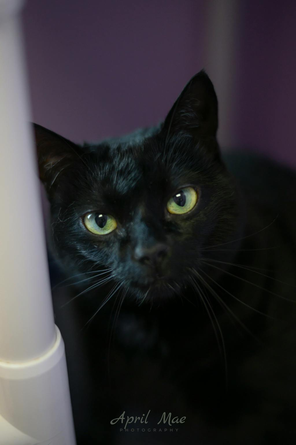 Brioche, a 4 years old Black Female Domestic Short Hair Cat
