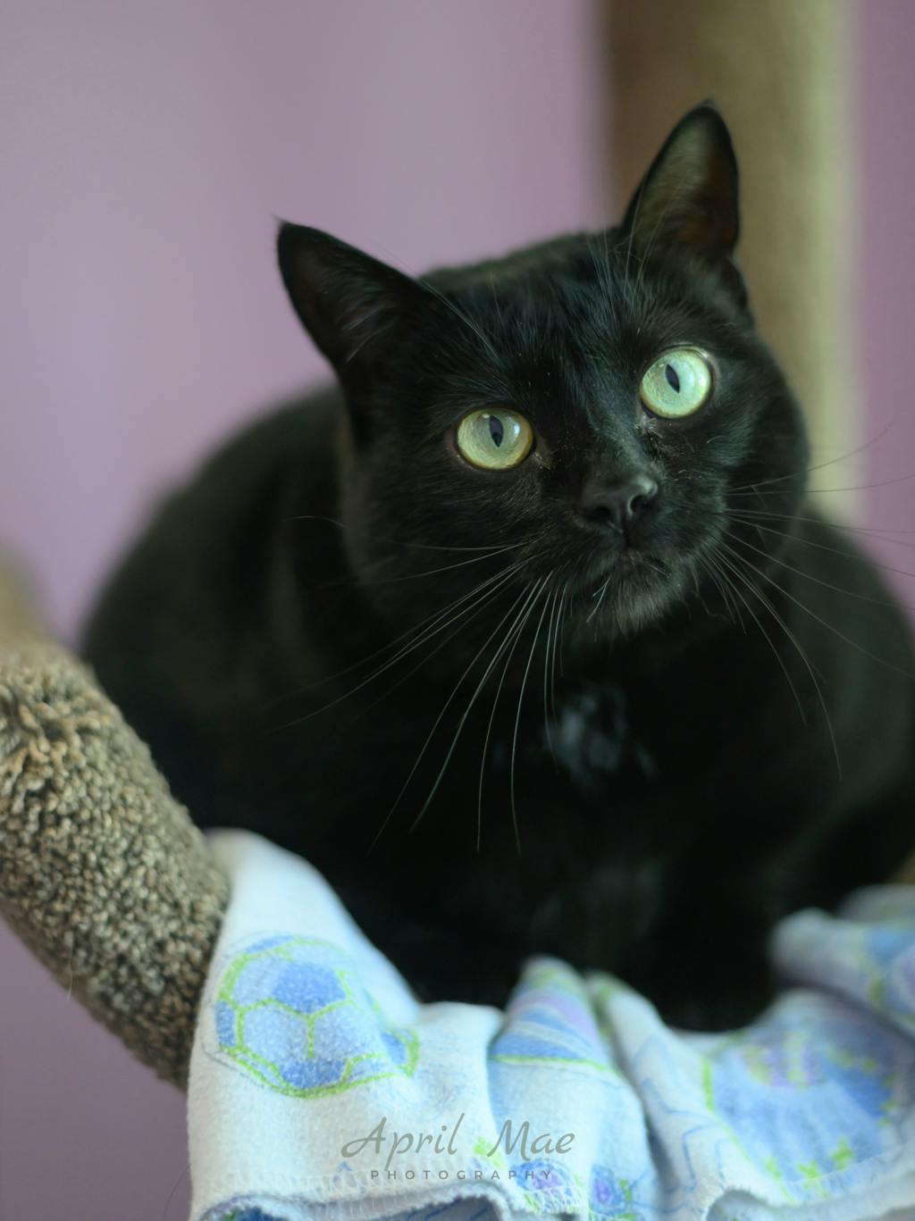 Brioche, a 4 years old Black Female Domestic Short Hair Cat