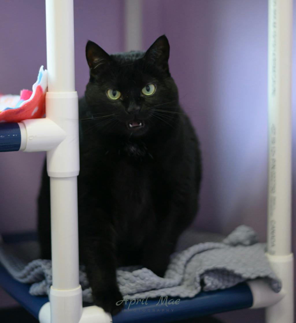 Brioche, a 4 years old Black Female Domestic Short Hair Cat