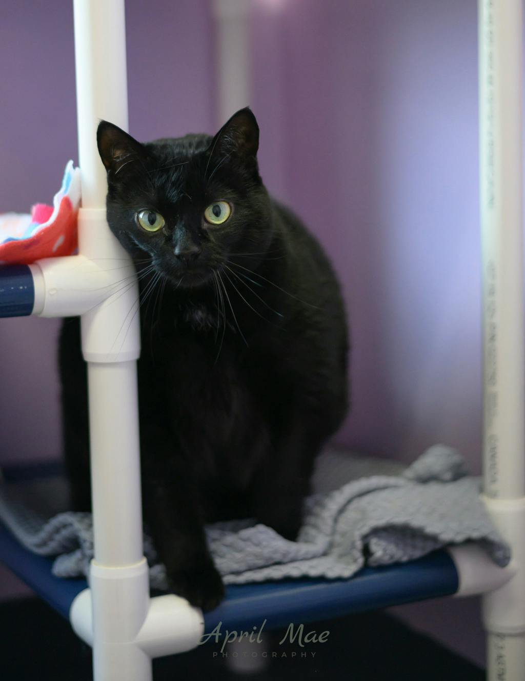 Brioche, a 4 years old Black Female Domestic Short Hair Cat