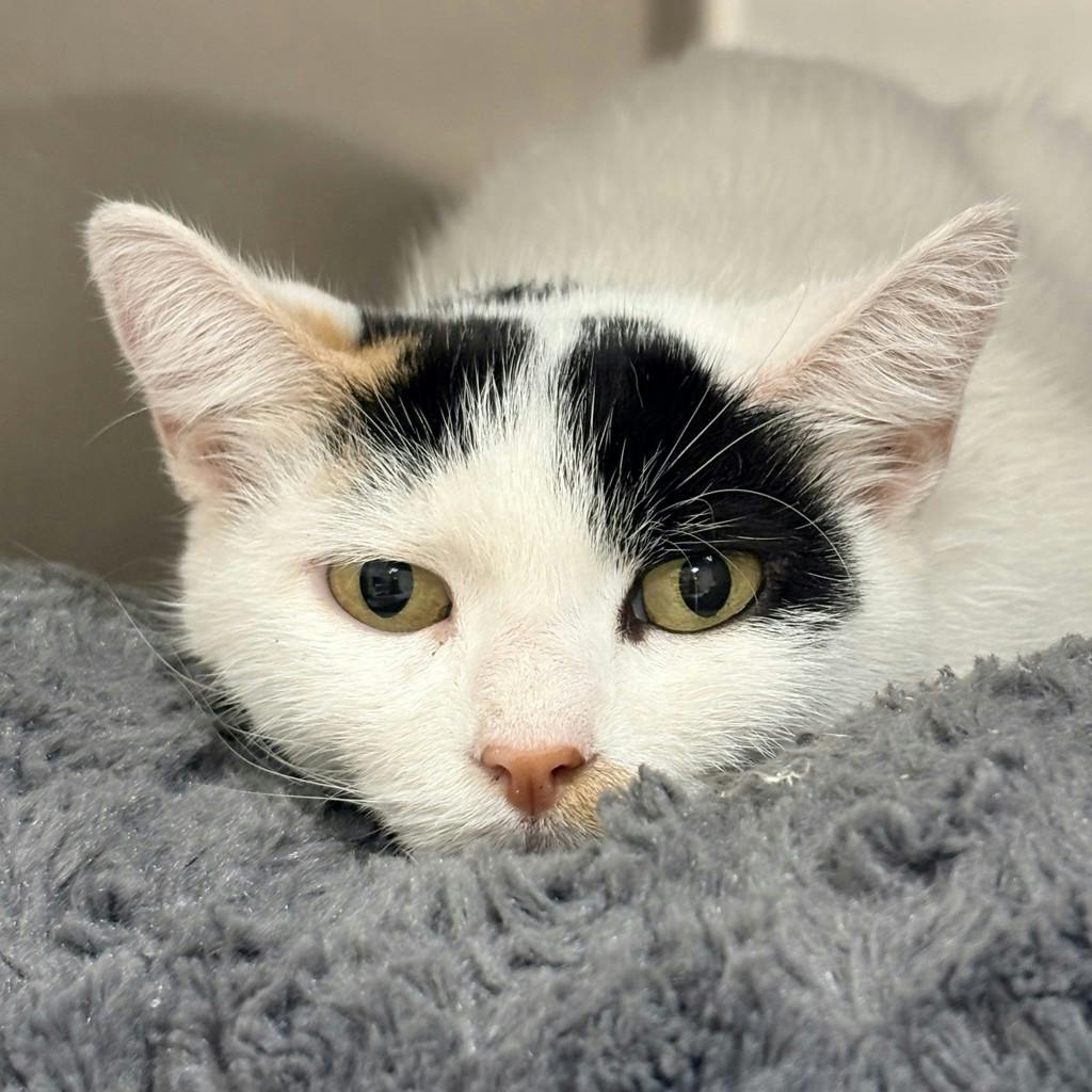 Dolly, a 3 years and 6 months old White Female Domestic Short Hair Cat