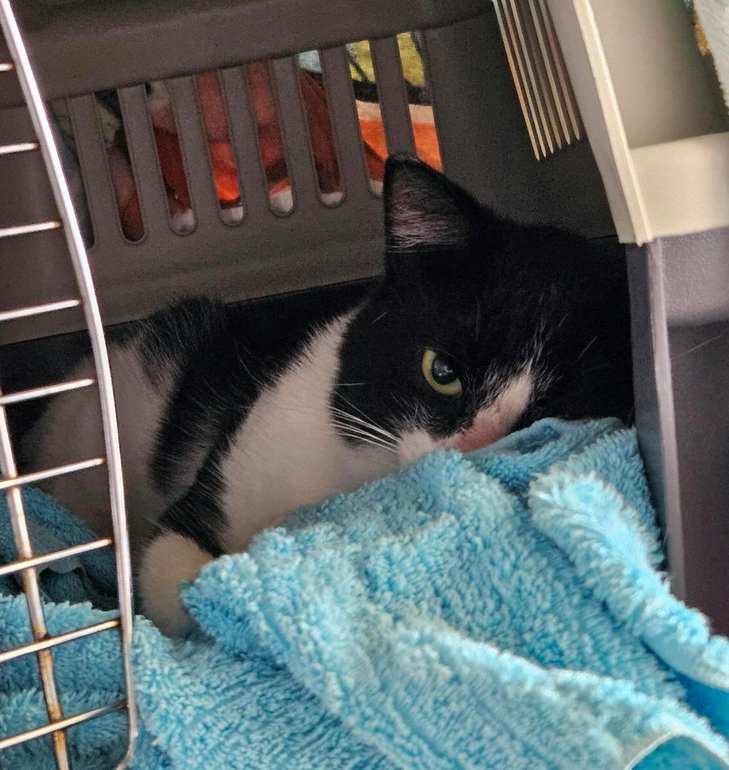 Libra, a 1 year old White Male Domestic Short Hair Cat