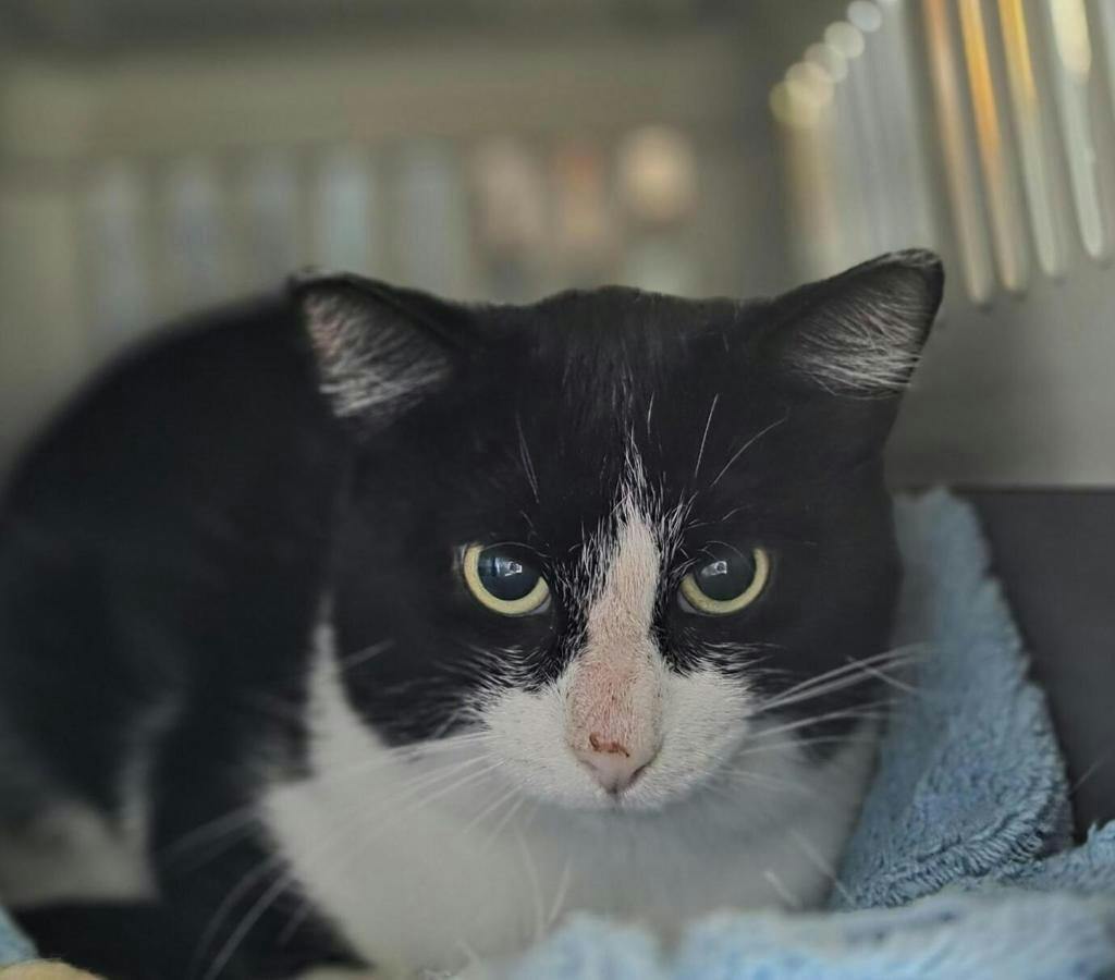 Libra, a 1 year old White Male Domestic Short Hair Cat