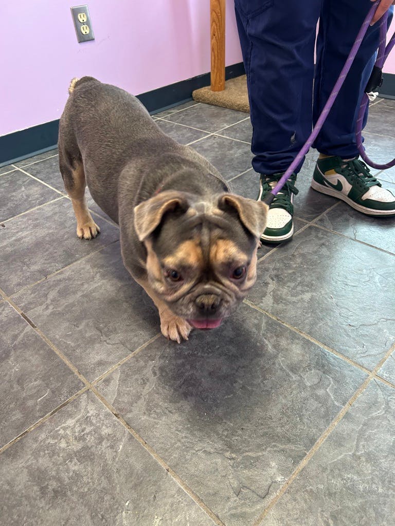 Adoptable Dog