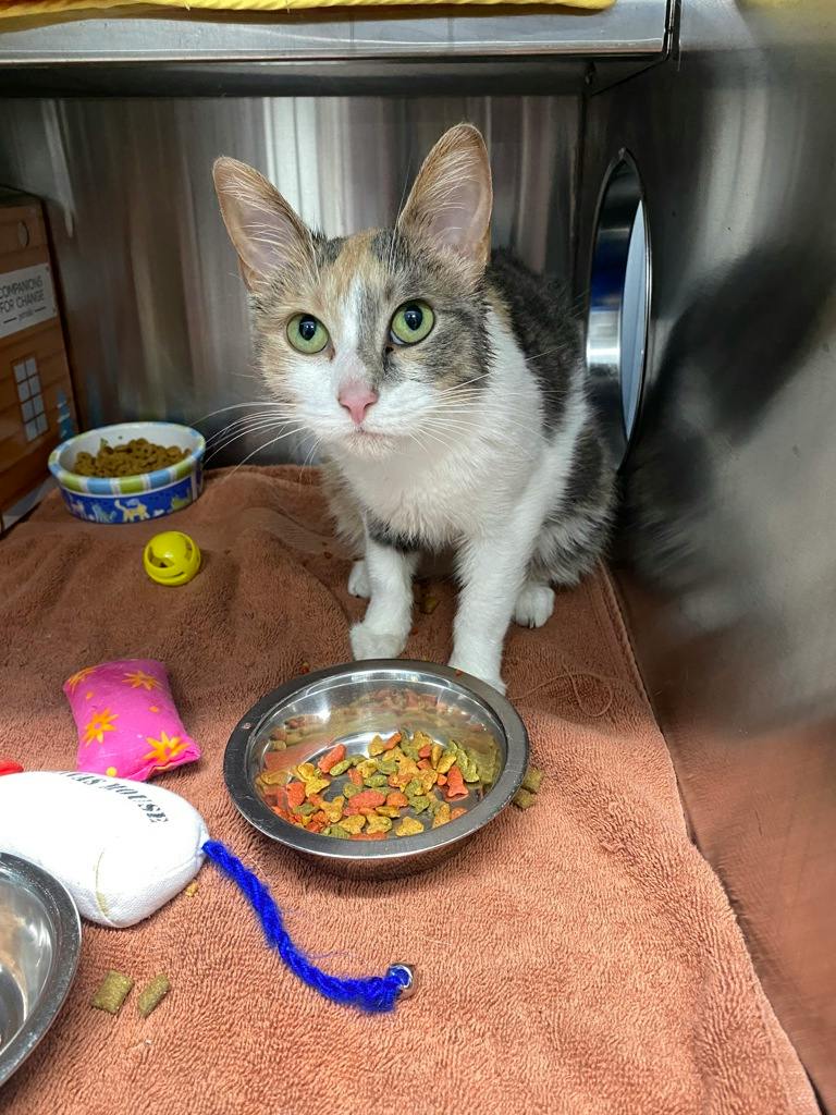 Marlow, a 3 years old Calico Female Domestic Short Hair Cat