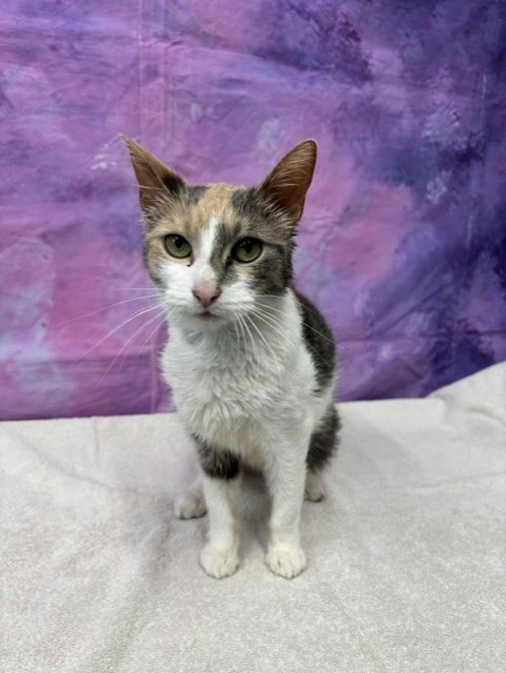 Marlow, a 3 years old Calico Female Domestic Short Hair Cat