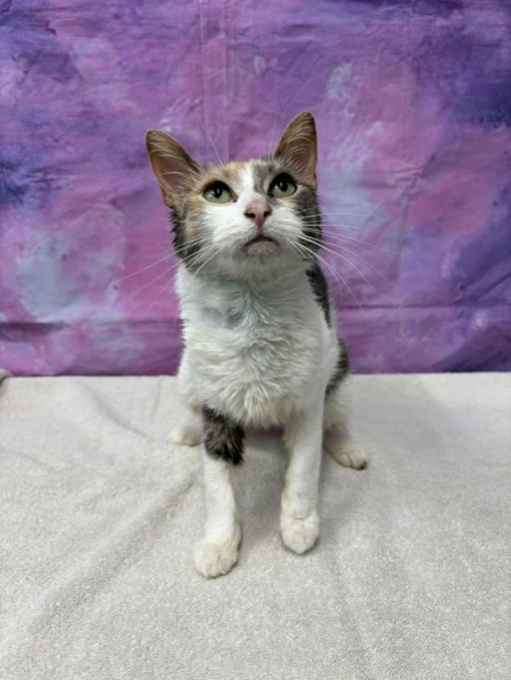 Marlow, a 3 years old Calico Female Domestic Short Hair Cat