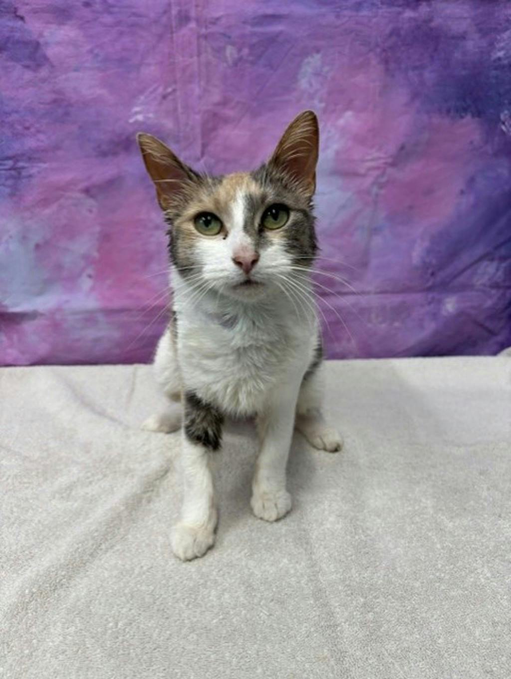 Marlow, a 3 years old Calico Female Domestic Short Hair Cat