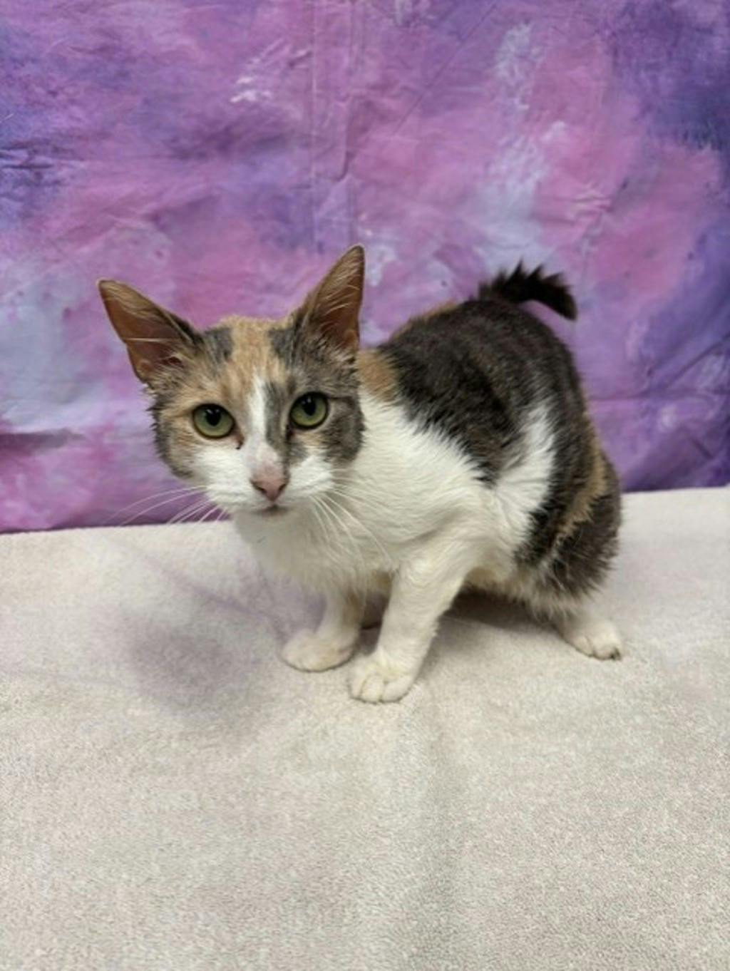 Marlow, a 3 years old Calico Female Domestic Short Hair Cat