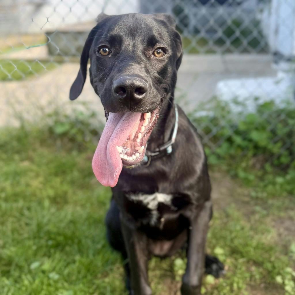 Blackberry, a 1 year old Black Female Labrador Dog