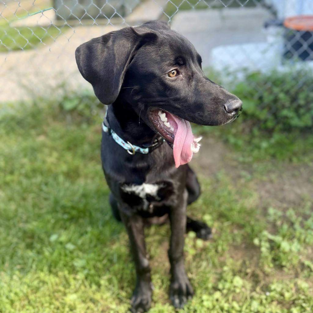 Blackberry, a 1 year old Black Female Labrador Dog