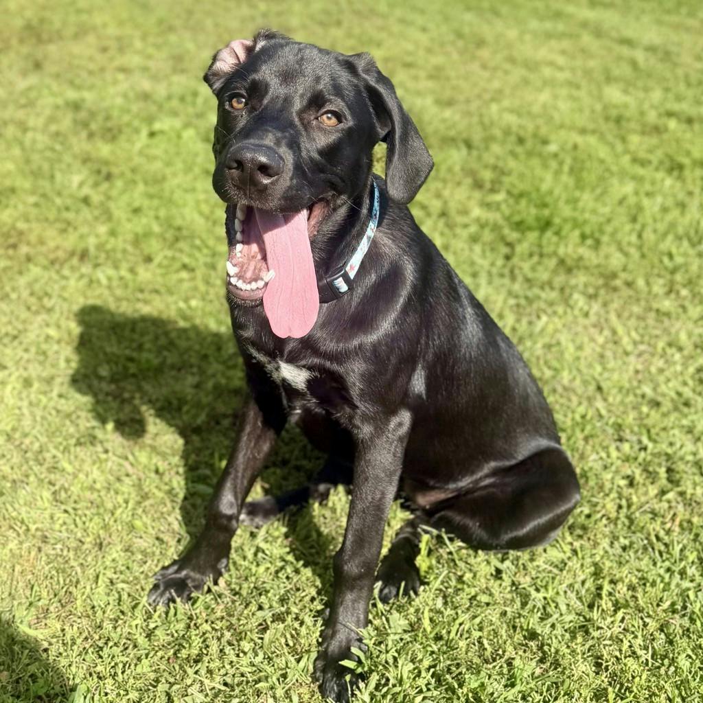 Blackberry, a 1 year old Black Female Labrador Dog